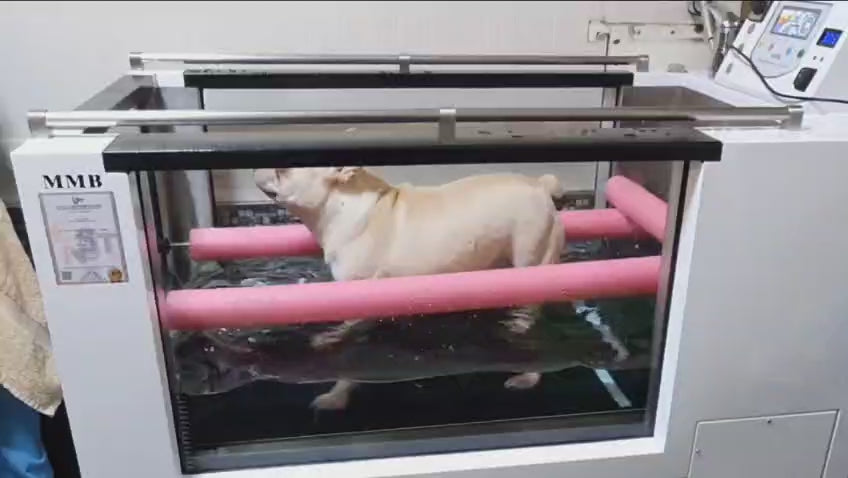 Large dog exercising on an underwater treadmill to build muscle strength, improve endurance, and reduce joint stress.