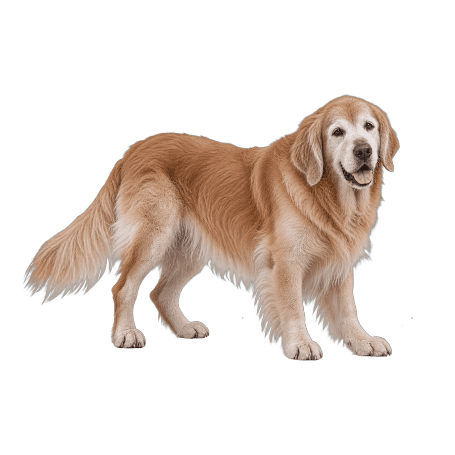 適合水底跑步機的大型犬