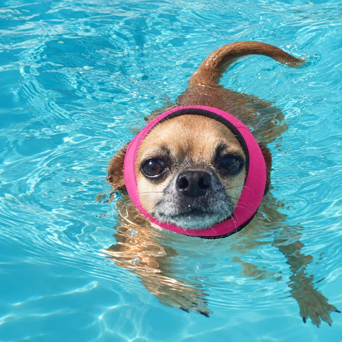 Small dog swimming with pink Paw Studio ear protection hood for added ear coverage in water